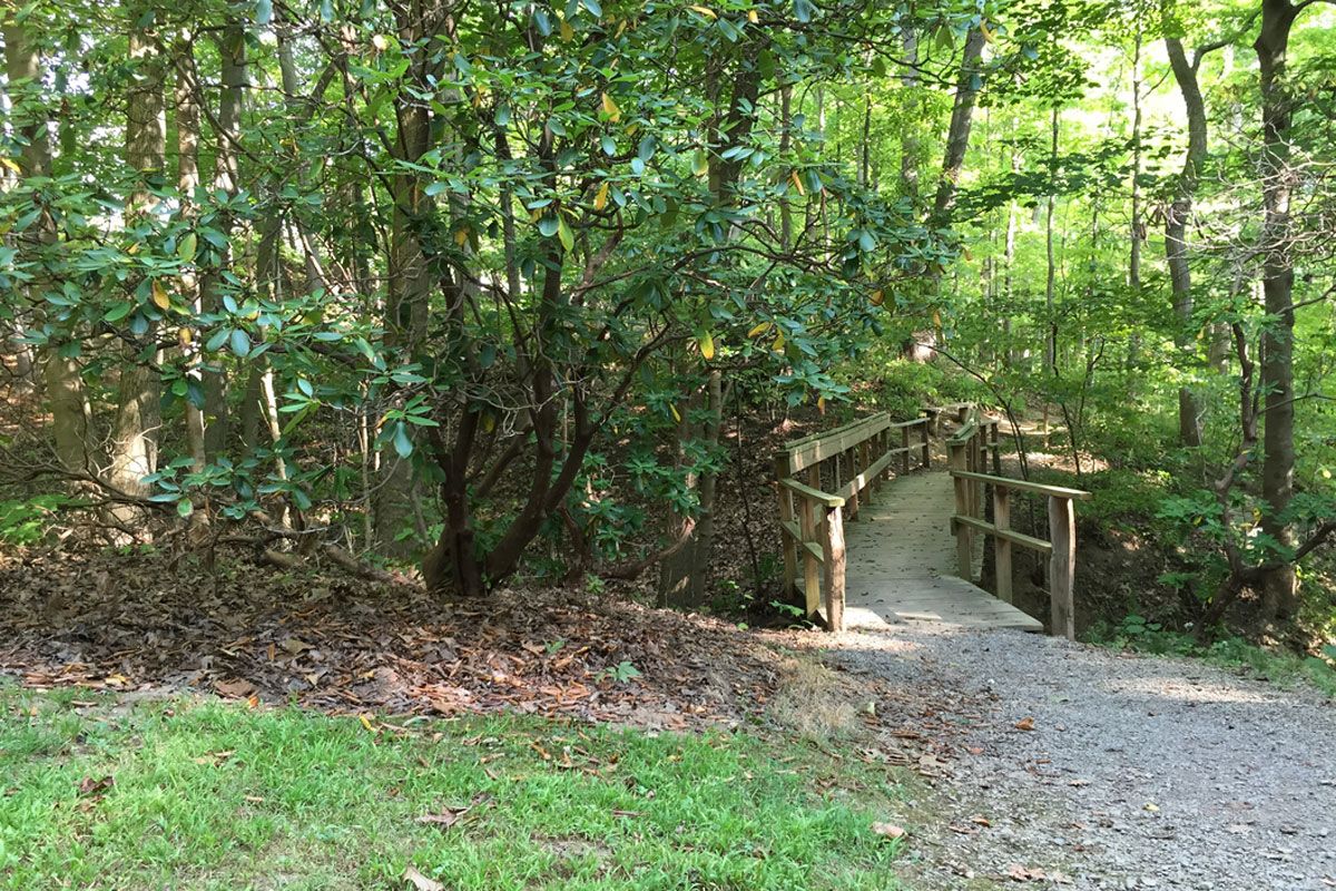 Take the Core Arboretum Wildflower Walk | E-News | West Virginia University
