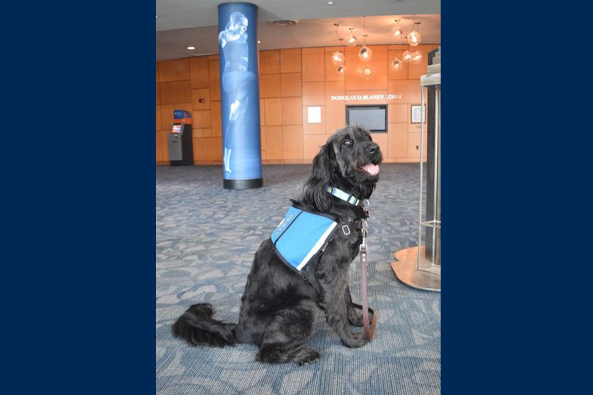 A therapy dod named Daisy who recently became a staff member at the WVU College of Creative Arts. She is a black doodle and she is wearing a blue vest. 