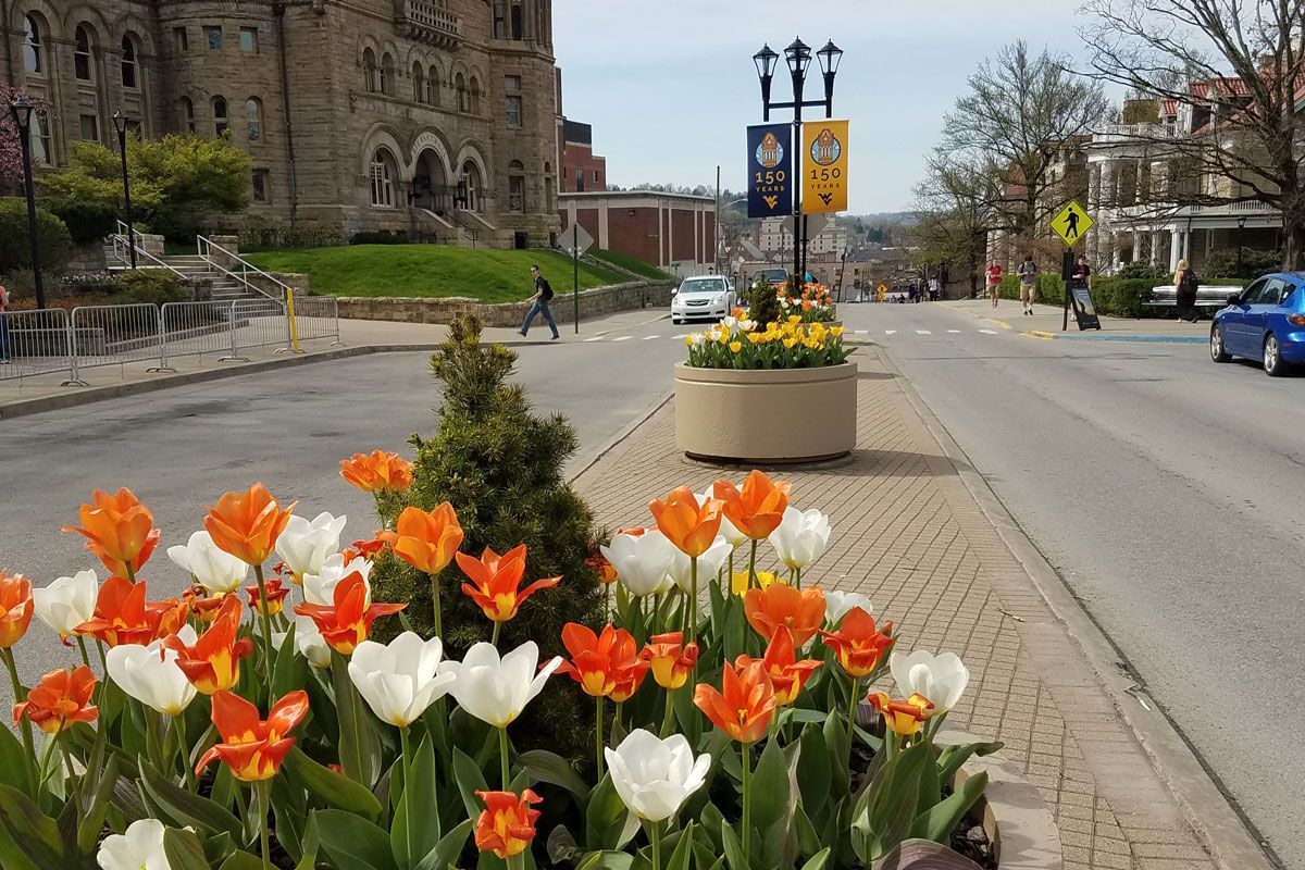 Flowers on the WVU campus.